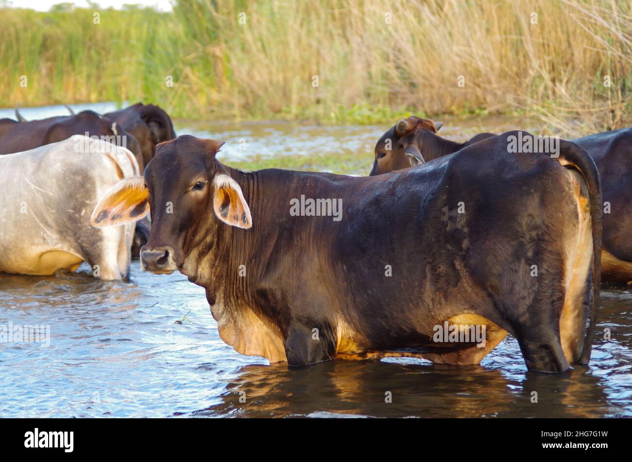 Cows crossing a river. Monterrico, Santa Rosa, Guatemala. Stock Photo
