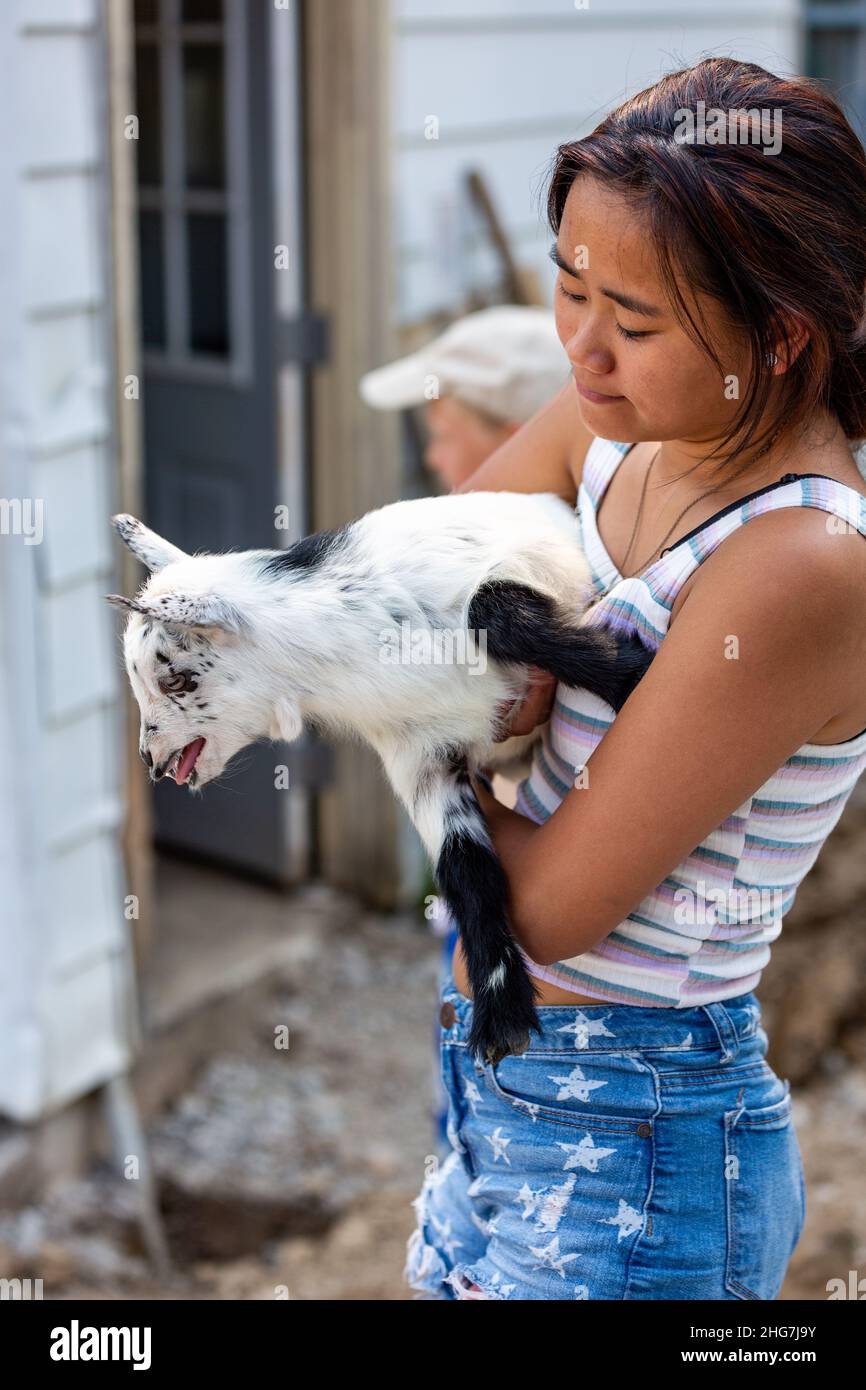A beautiful Asian girl holds a bleating Nigerian Dwarf goat kid. Stock Photo