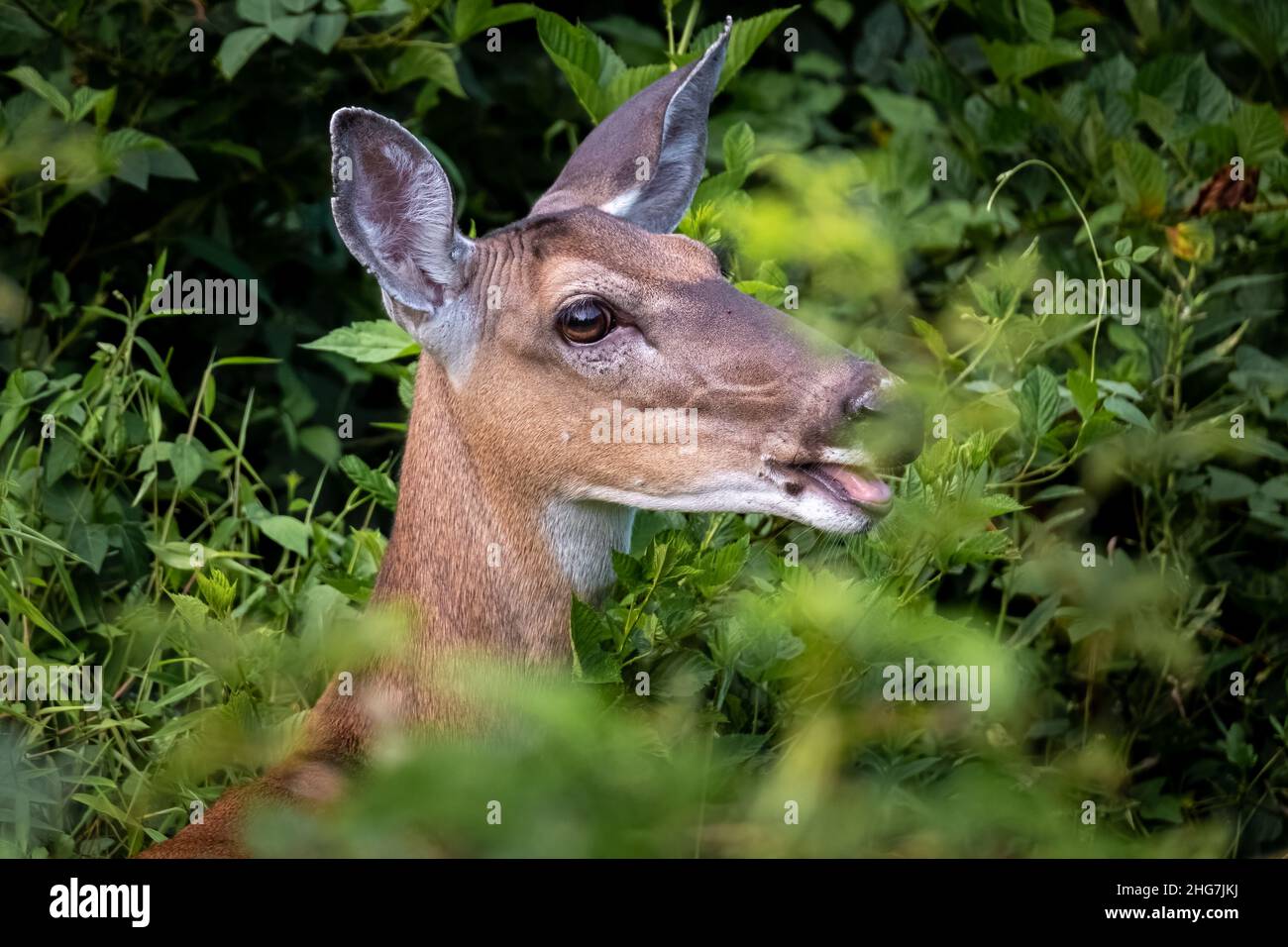 A whitetail doe munches on the greenery. Raleigh, North Carolina. Stock Photo