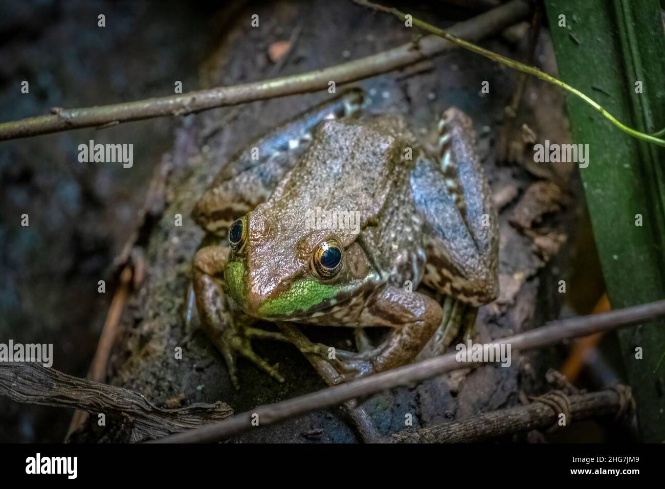 A Green Frog (Lithobates clamitans) rests on a log in the swamp. Raleigh, North Carolina. Stock Photo