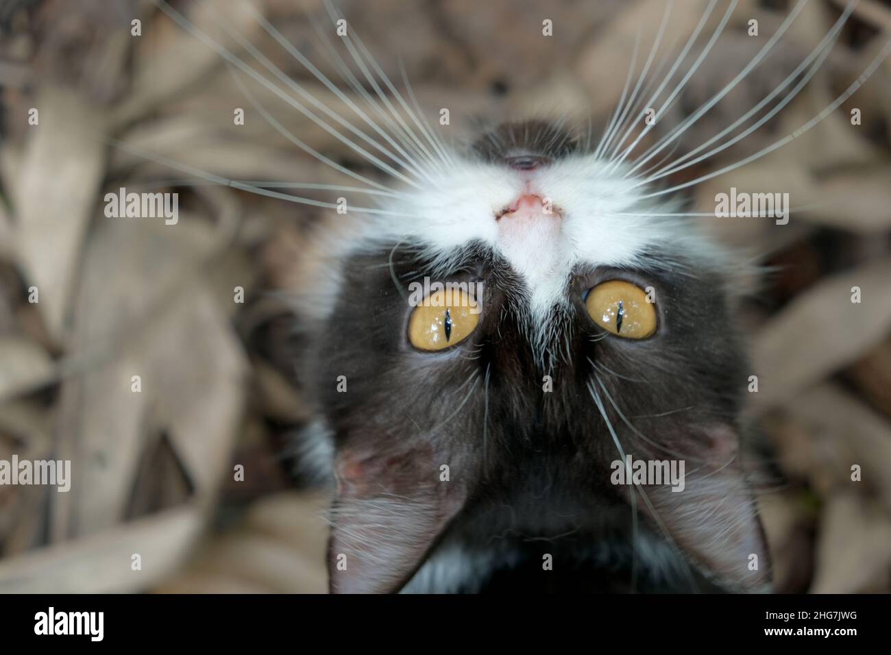 Close-up portrait of cat face black and white background Stock Photo ...