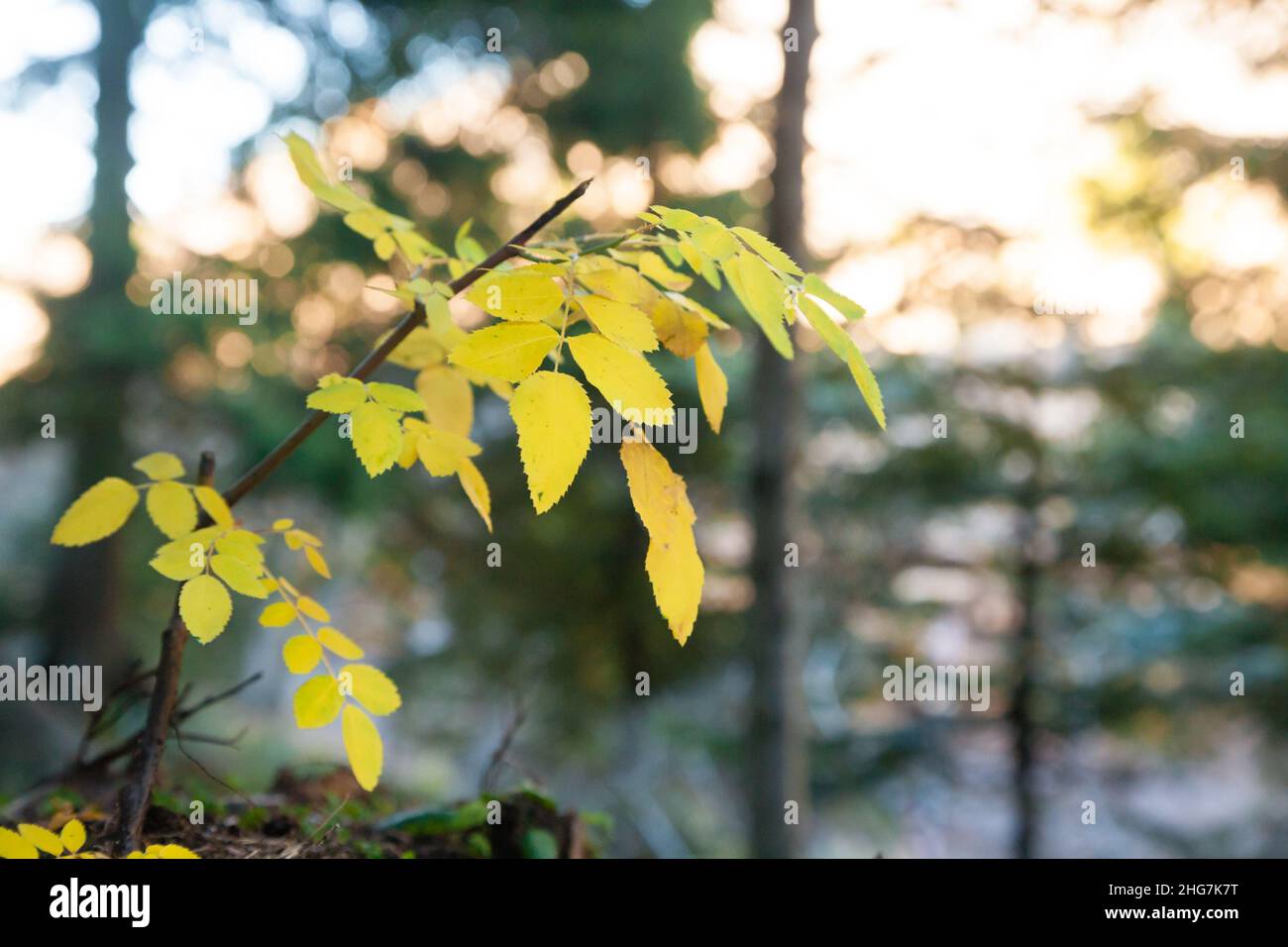 Yellow leaves on woodland background. Nature minimal landscape. Small ...