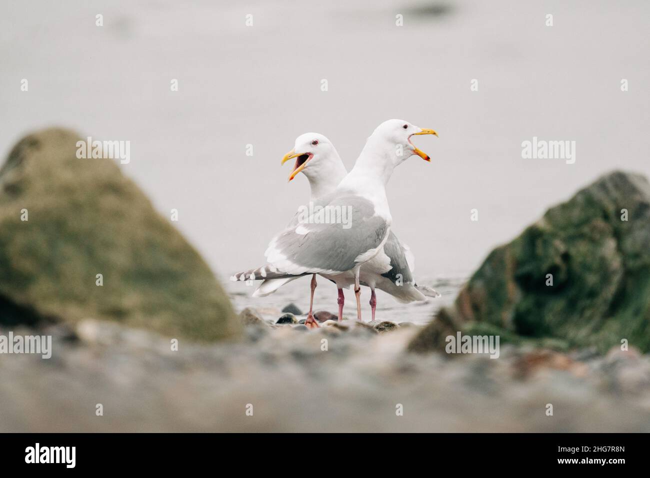 Side view of two sea gulls squawking together on the beach Stock Photo