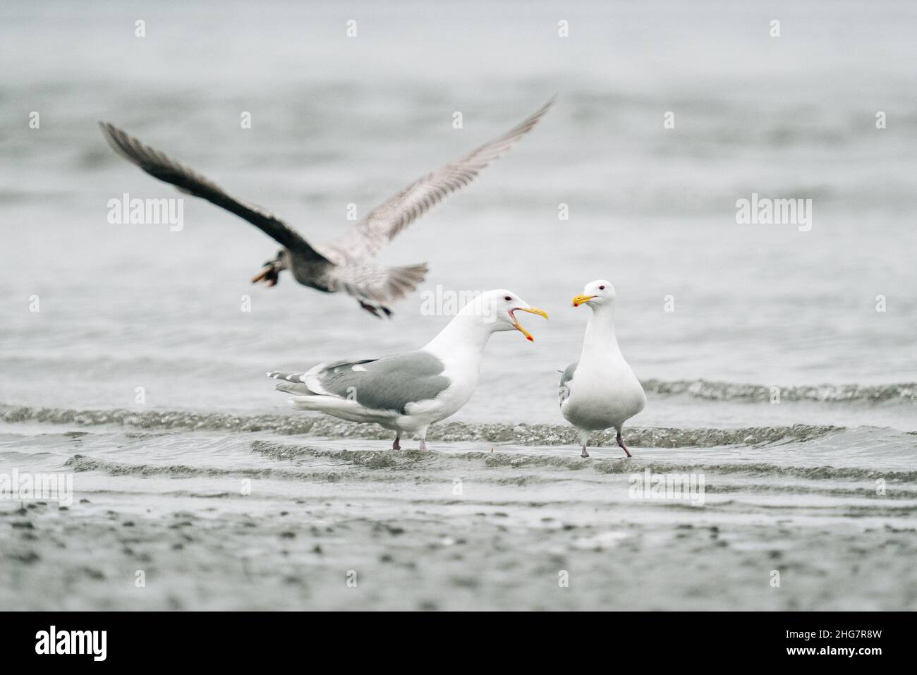Wide view of three sea gulls together on the beach Stock Photo