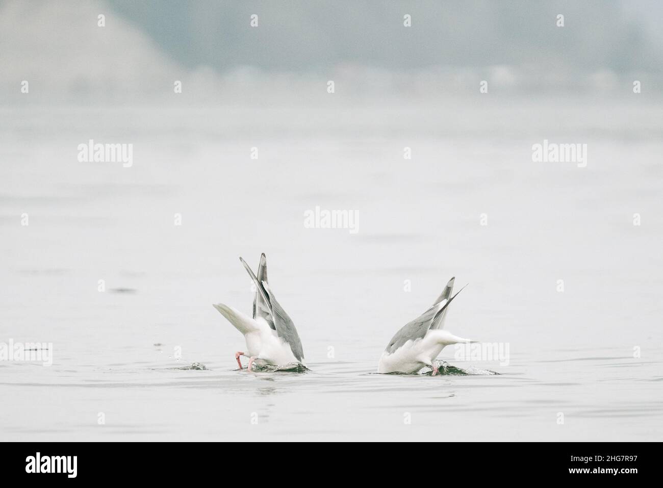 View from behind of two sea gulls with their heads under water Stock Photo