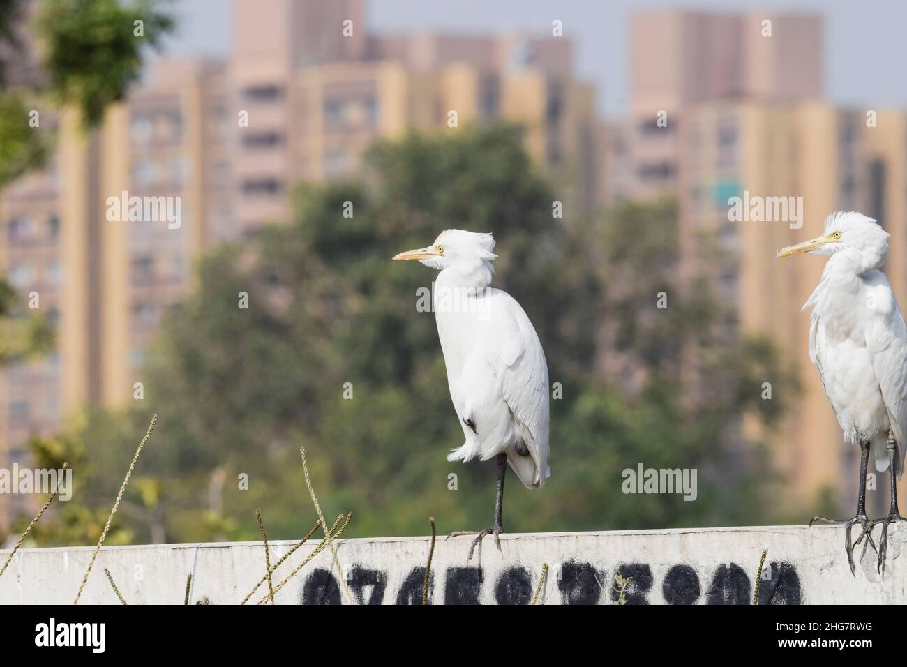 Beautiful bird cattle Egret found in Ahmedabad, Gujarat, India. White Indian bird closeup with blurred trees green background on a sunny day morning. Stock Photo