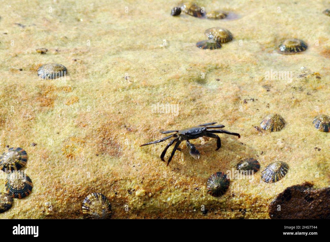 A crab shuffles across a rock shelf by the sea Stock Photo