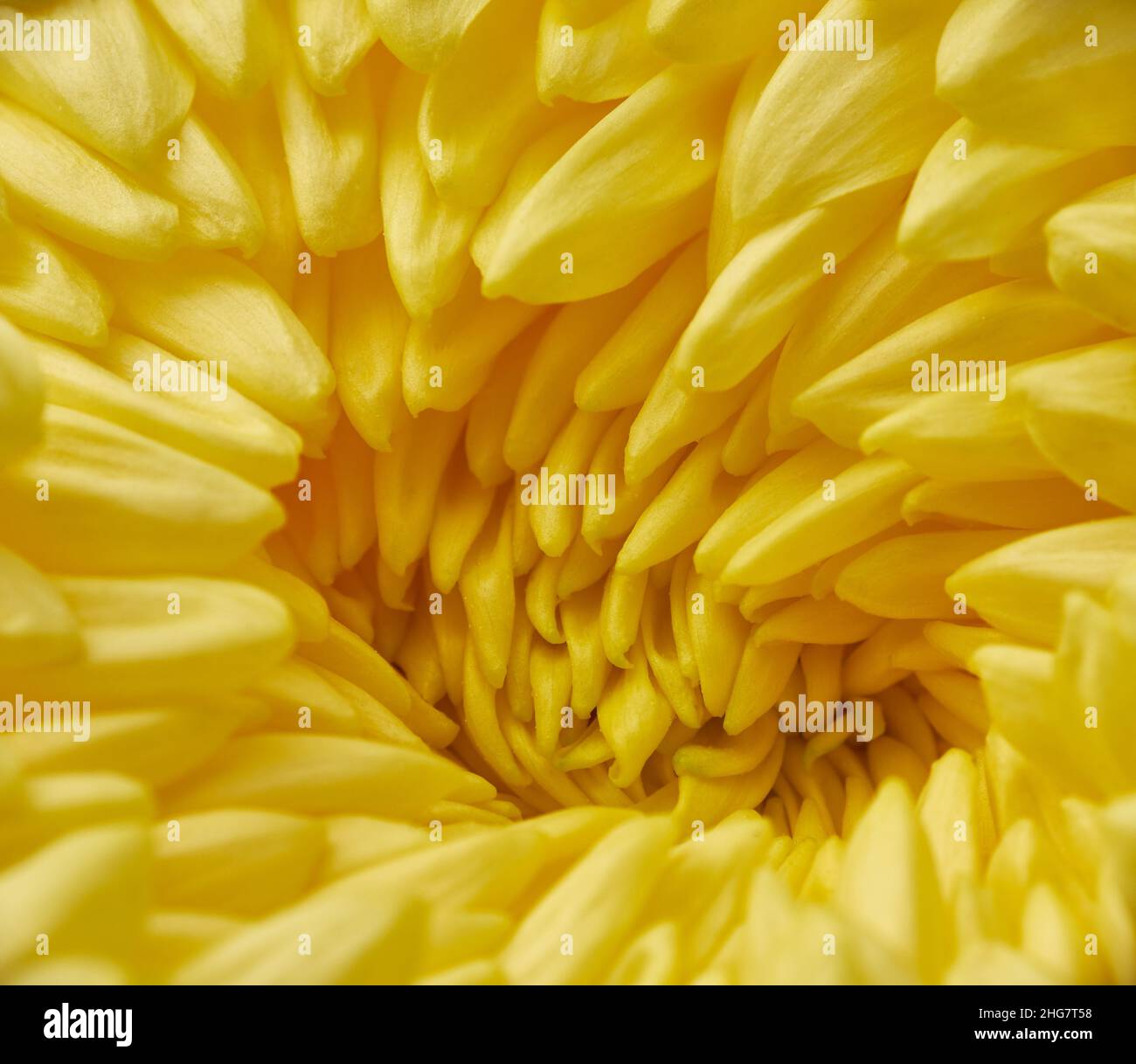 The close-up image of giant Chrysanthemum Flower, notable image of Japanese culture. Japan Stock Photo