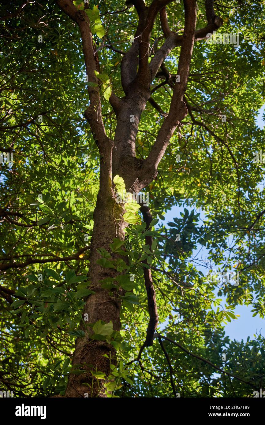 The view of the ancient camphor tree (Cinnamomum camphora) at the Imperial Palace garden. Tokyo. Japan Stock Photo