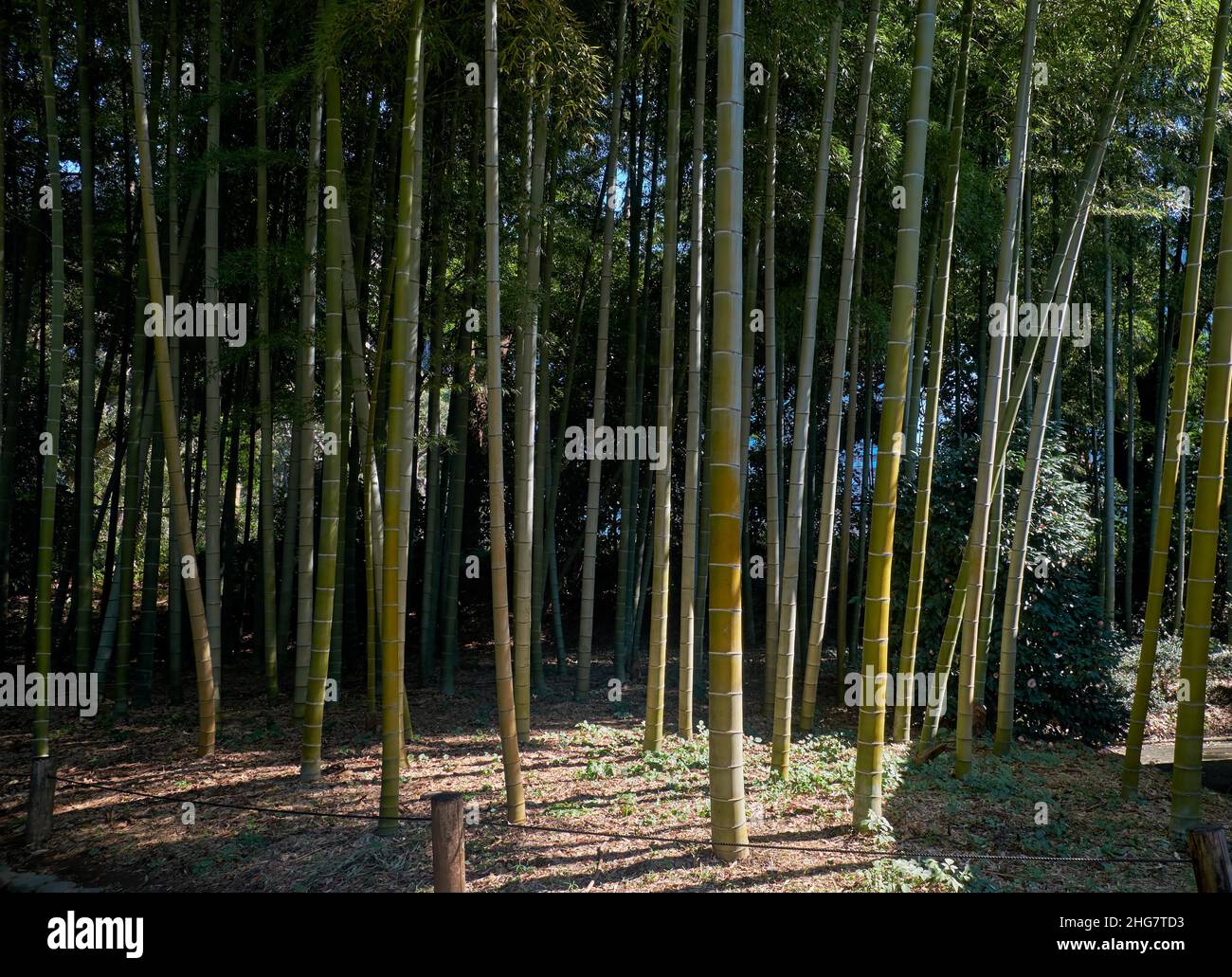 Bamboo Grove composed of thirteen species Japanese and Chinese origins