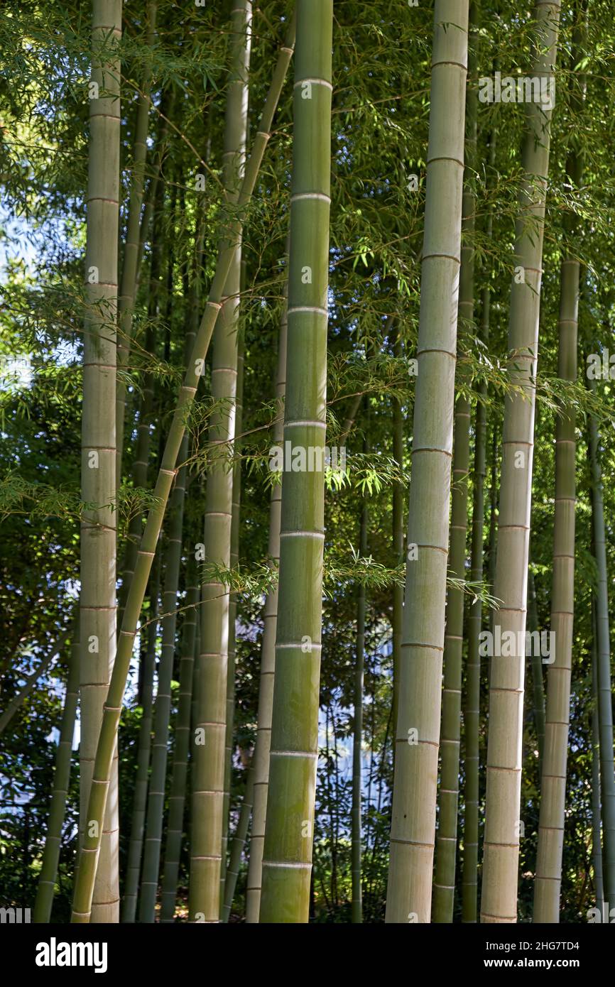 Bamboo Grove composed of thirteen species Japanese and Chinese origins
