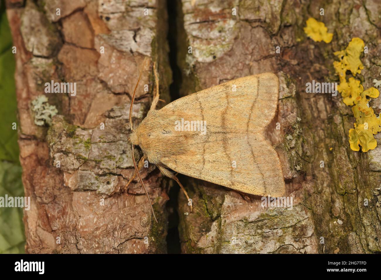 Closeup on the Trebble lines moth, Charanyca trigrammica, sitting on a piece of wood in the garden Stock Photo