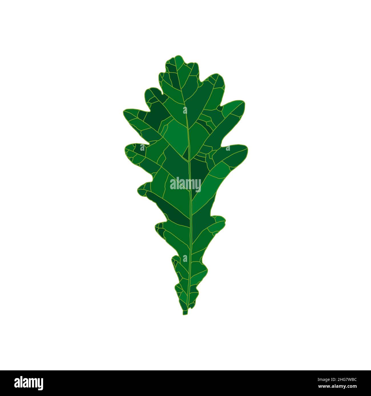 Green silhouette oak tree leaf isolated on white background. Design element for decorating. Stock Vector