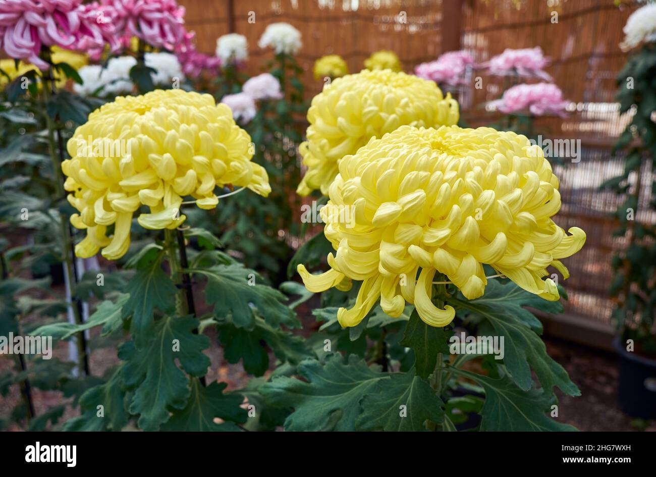 The exhibition of giant chrysanthemum flower, the notable image of Japanese culture at Yasukuni Shrine (Kikka-ten). The series of flower displays arra Stock Photo