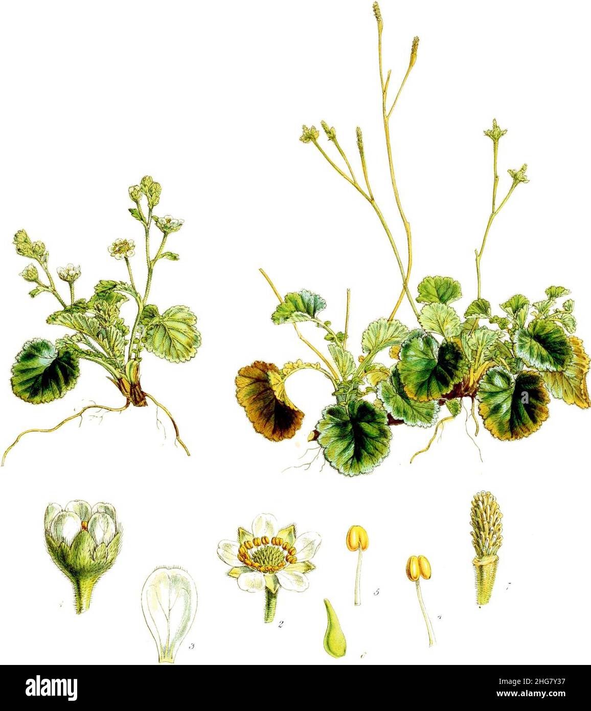 Sieversia albiflora-Botany of Antarctica-PL007-0019. Stock Photo