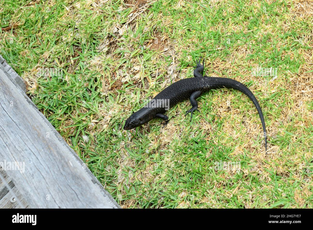 King's Skink (Egernia kingii), Cape Leeuwin, Western Australia Stock