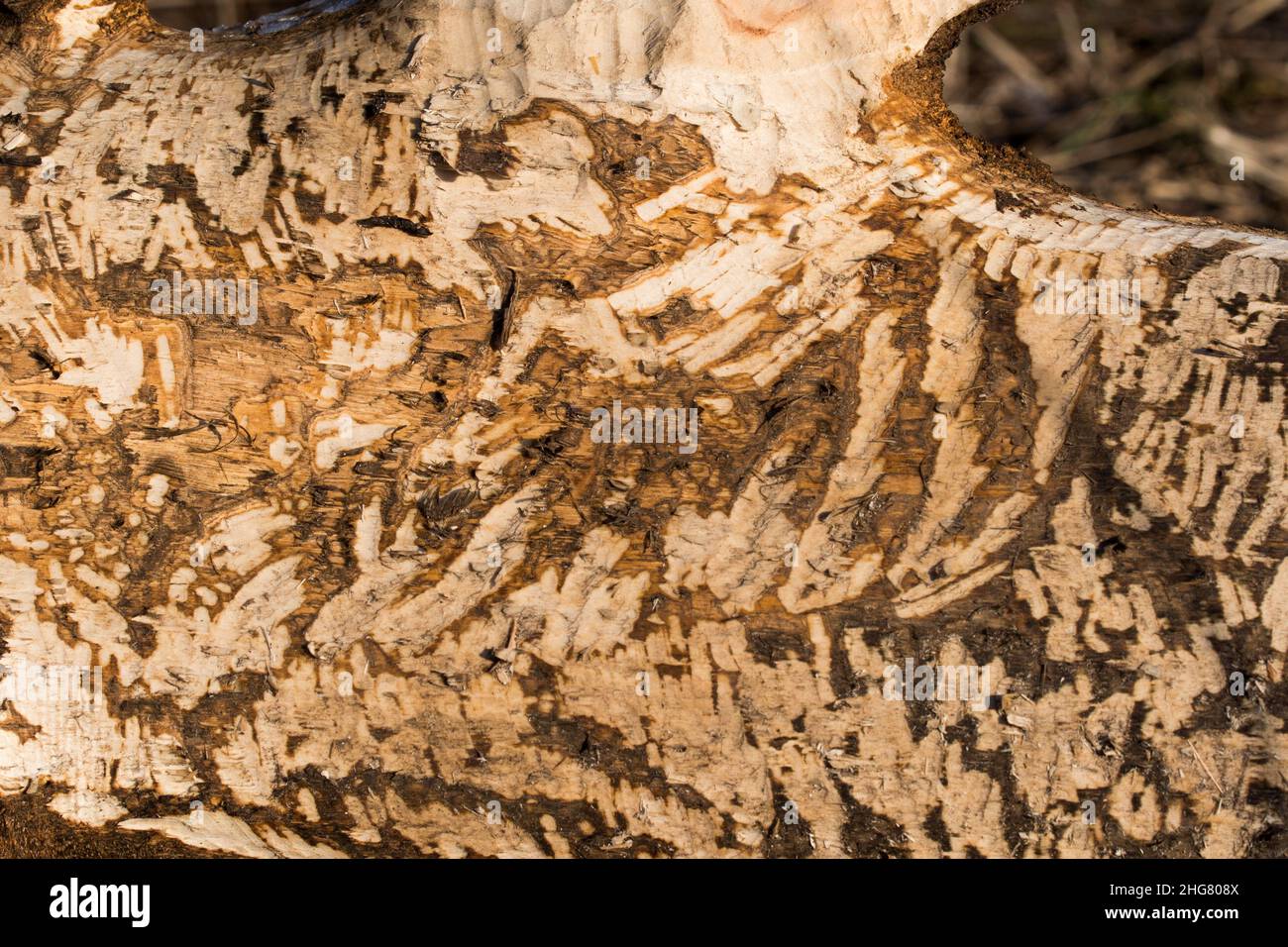 tree trunk gnawed by bears closeup selective focus Stock Photo