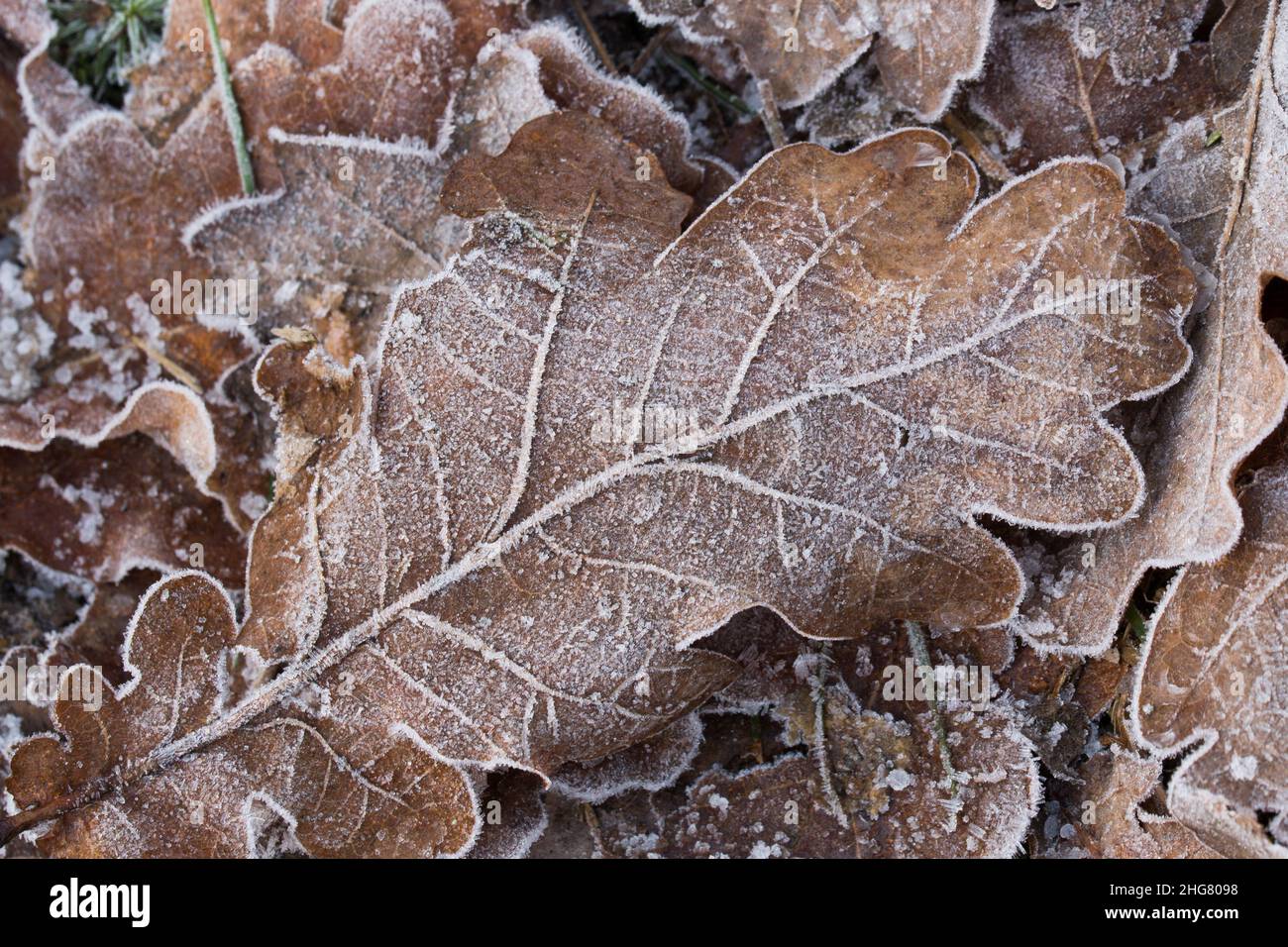 Oak leaf with hoar frost hi-res stock photography and images - Alamy