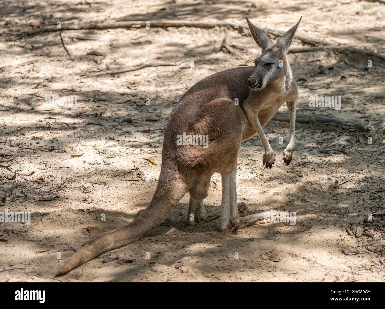 Full body Kangaroo in a zoo, natural light, and shade on the body of Kangaroo. Stock Photo
