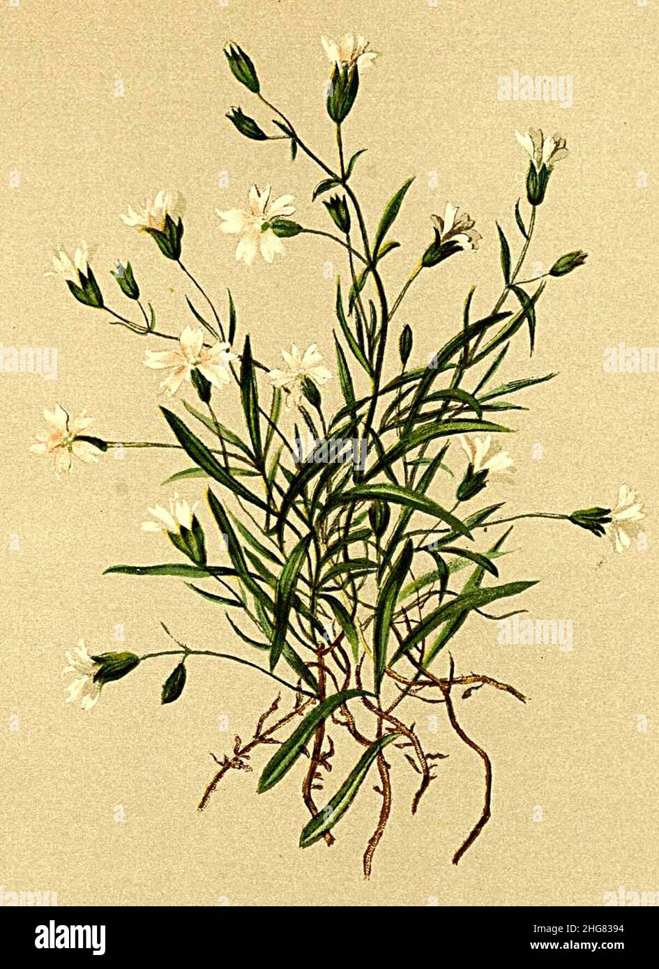 Silene alpestris Atlas Alpenflora. Stock Photo