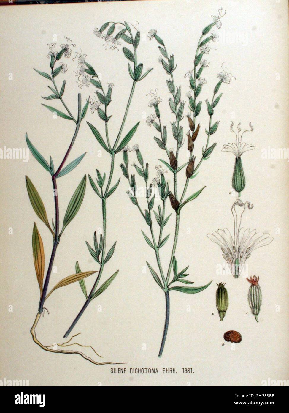 Silene dichotoma — Flora Batava — Volume v18. Stock Photo