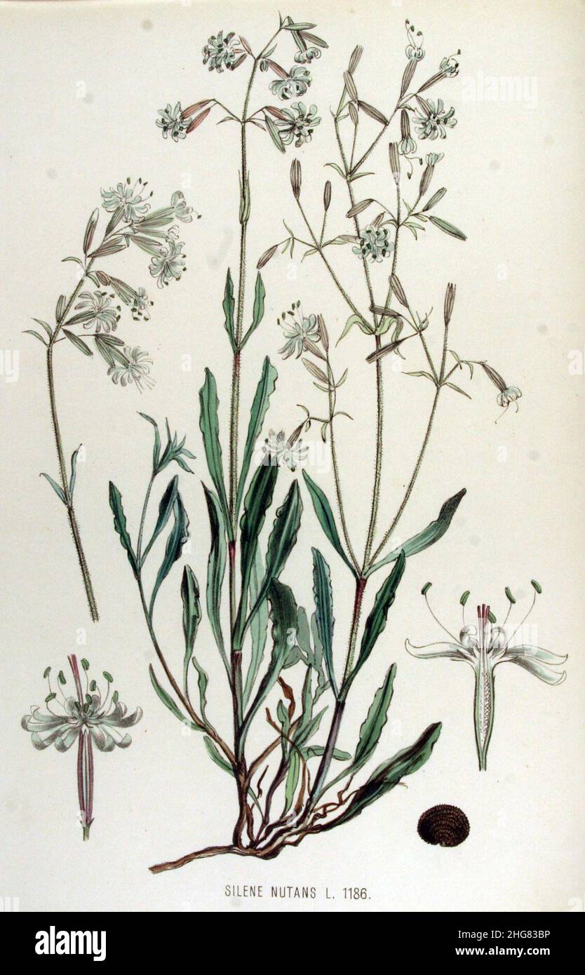 Silene nutans — Flora Batava — Volume v15. Stock Photo
