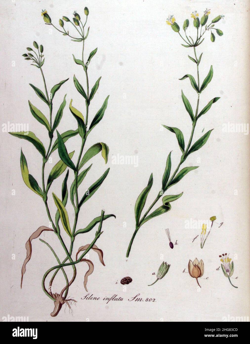 Silene inflata — Flora Batava — Volume v11. Stock Photo