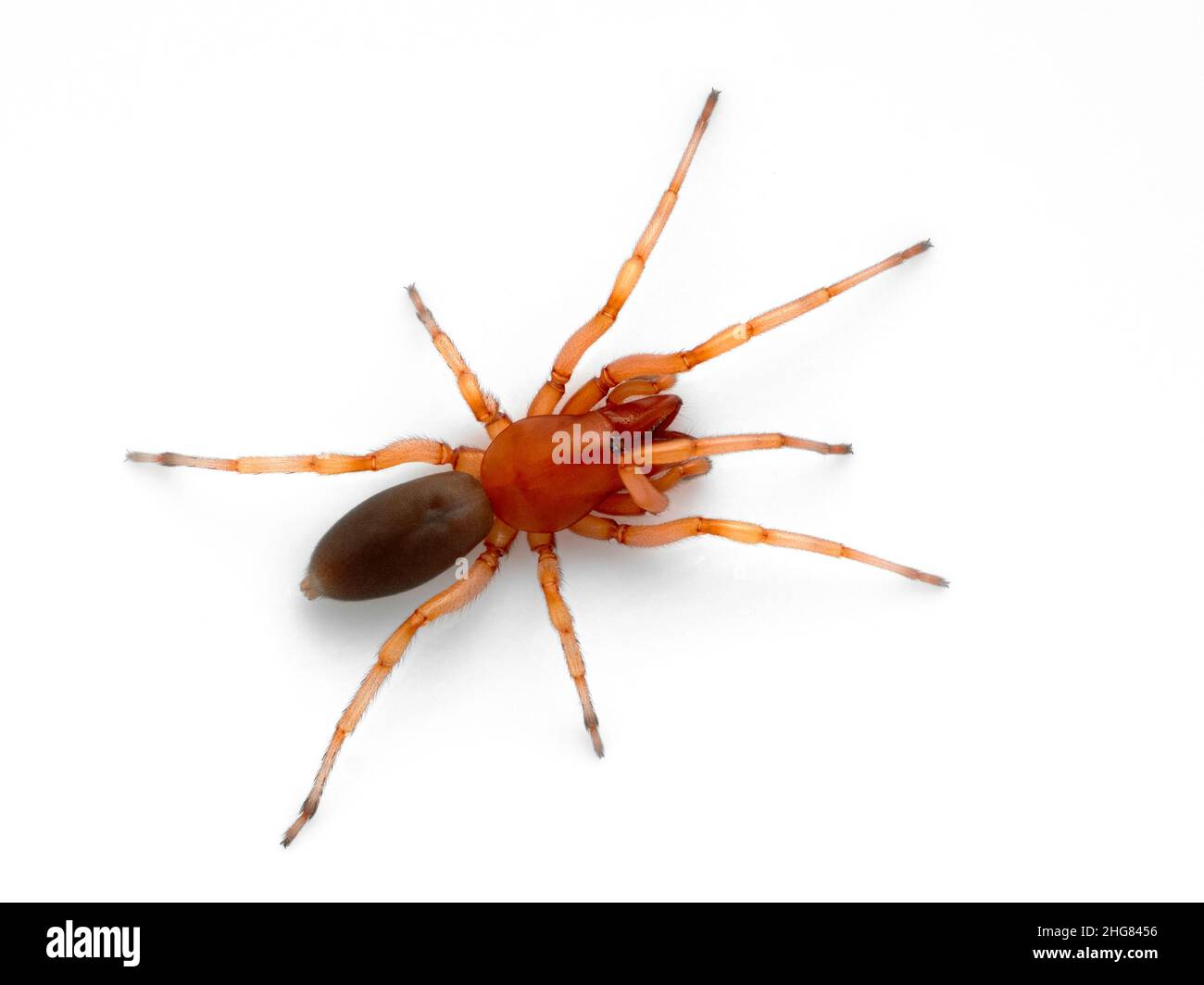 brightly colored female woodlouse spider, Dysdera crocata, isolated on white. These spiders have very long fangs and six eyes rather than eight Stock Photo