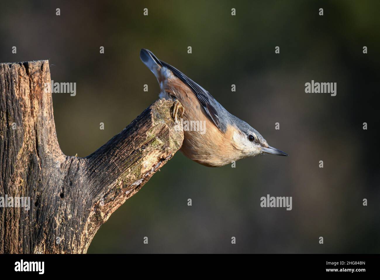A close up of a nuthatch Sitta europaea as it perches on a tree stump Stock Photo