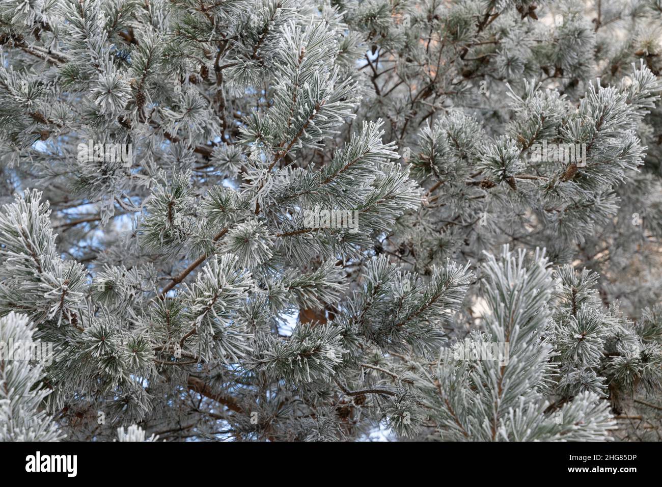 coniferous tree covered with hoarfrost and snow on a frosty day ...
