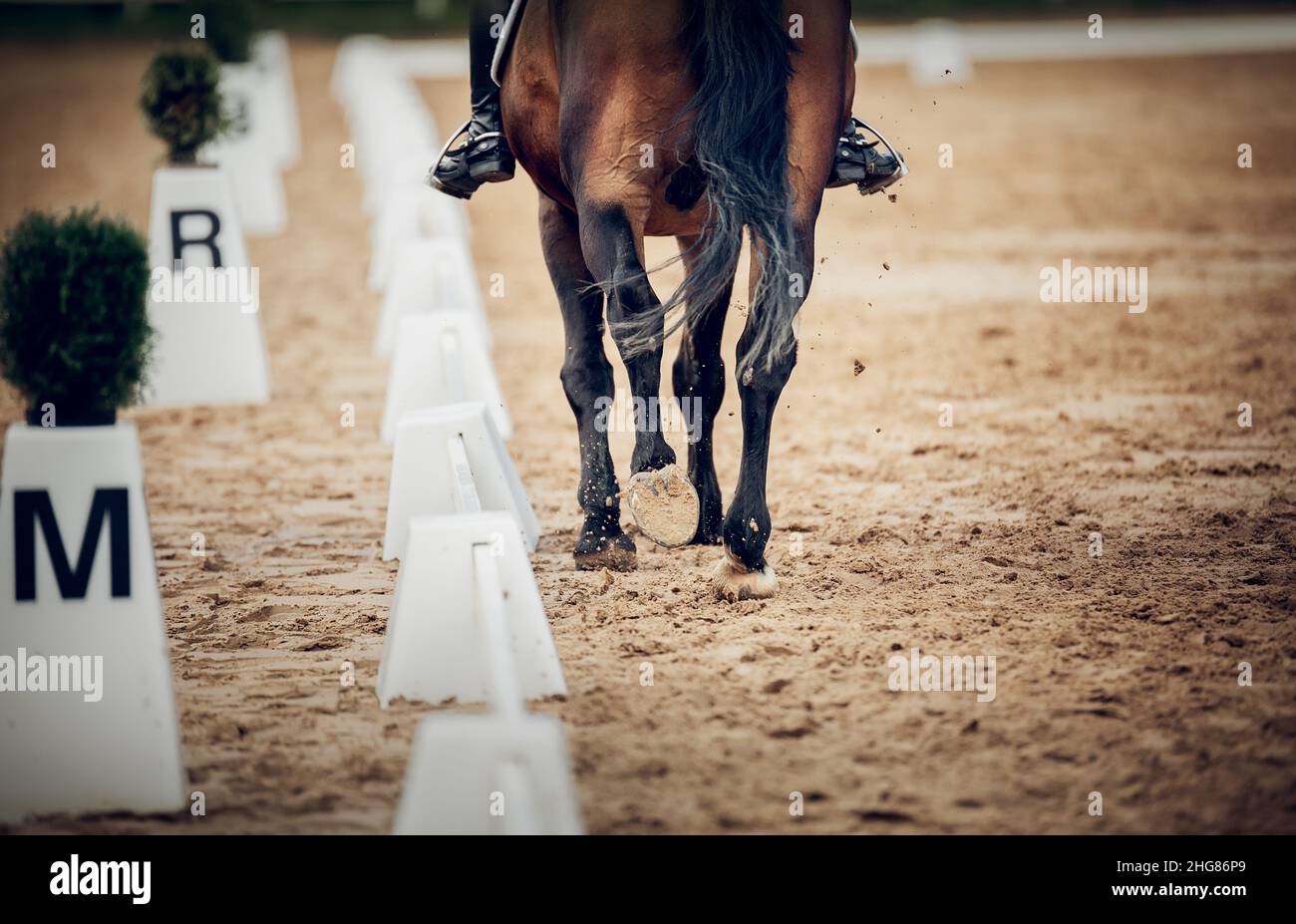 Equestrian sport. The legs of a dressage horse galloping, rear view ...