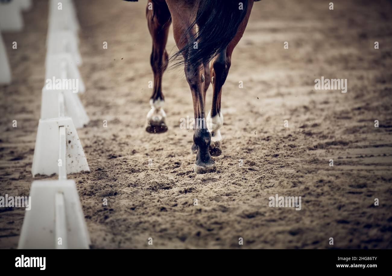 Equestrian sport. The legs of a dressage horse galloping, rear view