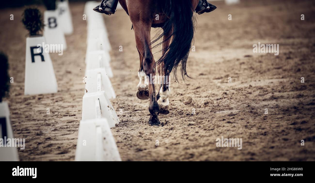 Foal with rear view of mare hi-res stock photography and images - Alamy