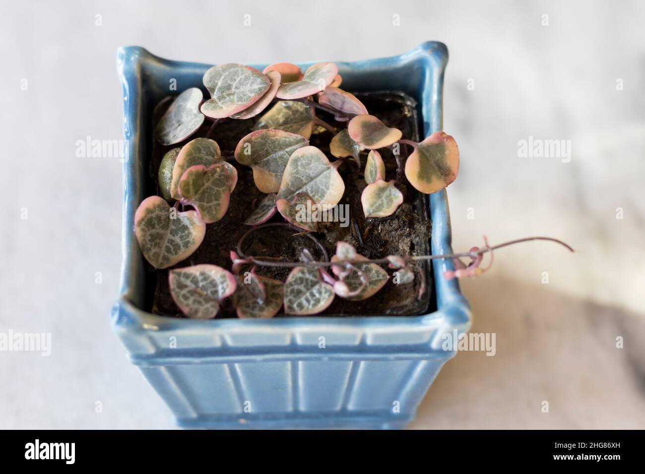 Rosary vine or String of hearts plant variegated in a decorative blue