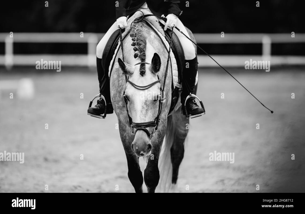 Equestrian sport. Portrait sports stallion in the double bridle. Pigtails on neck sports horse. The legs of the rider in the stirrup, riding on a hors Stock Photo