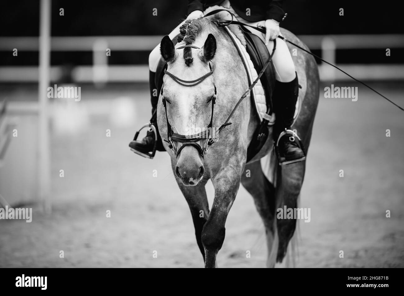 Equestrian sport. Portrait sports stallion in the double bridle.The legs of the rider in the stirrup, riding on a horse. Dressage of horses in the are Stock Photo