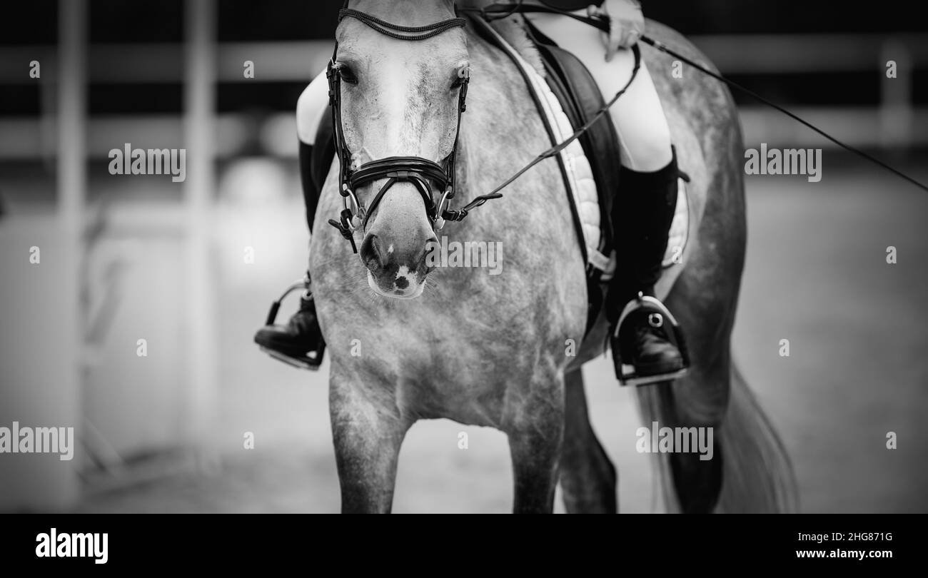 Equestrian sport. Portrait sports stallion in the double bridle.The legs of the rider in the stirrup, riding on a horse. Dressage of horses in the are Stock Photo