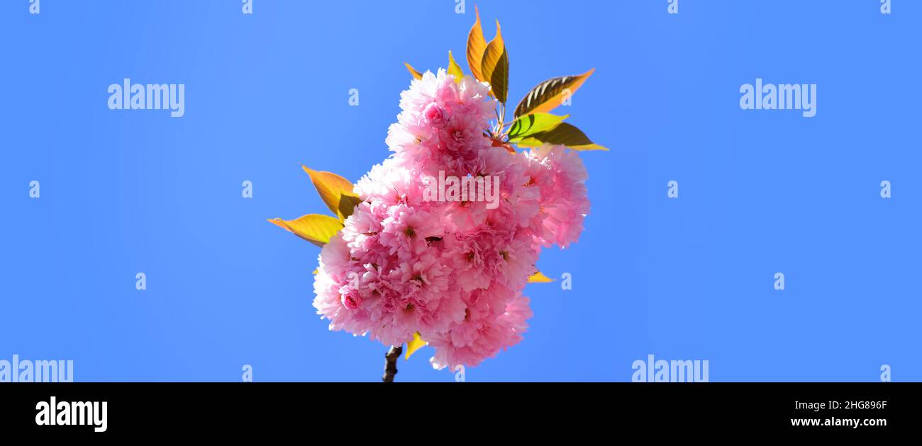 Spring banner, blossom background. Springtime. Spring flowers with blue background and clouds. Sacura cherry-tree. Japanese Cherry Blossom Events and Stock Photo