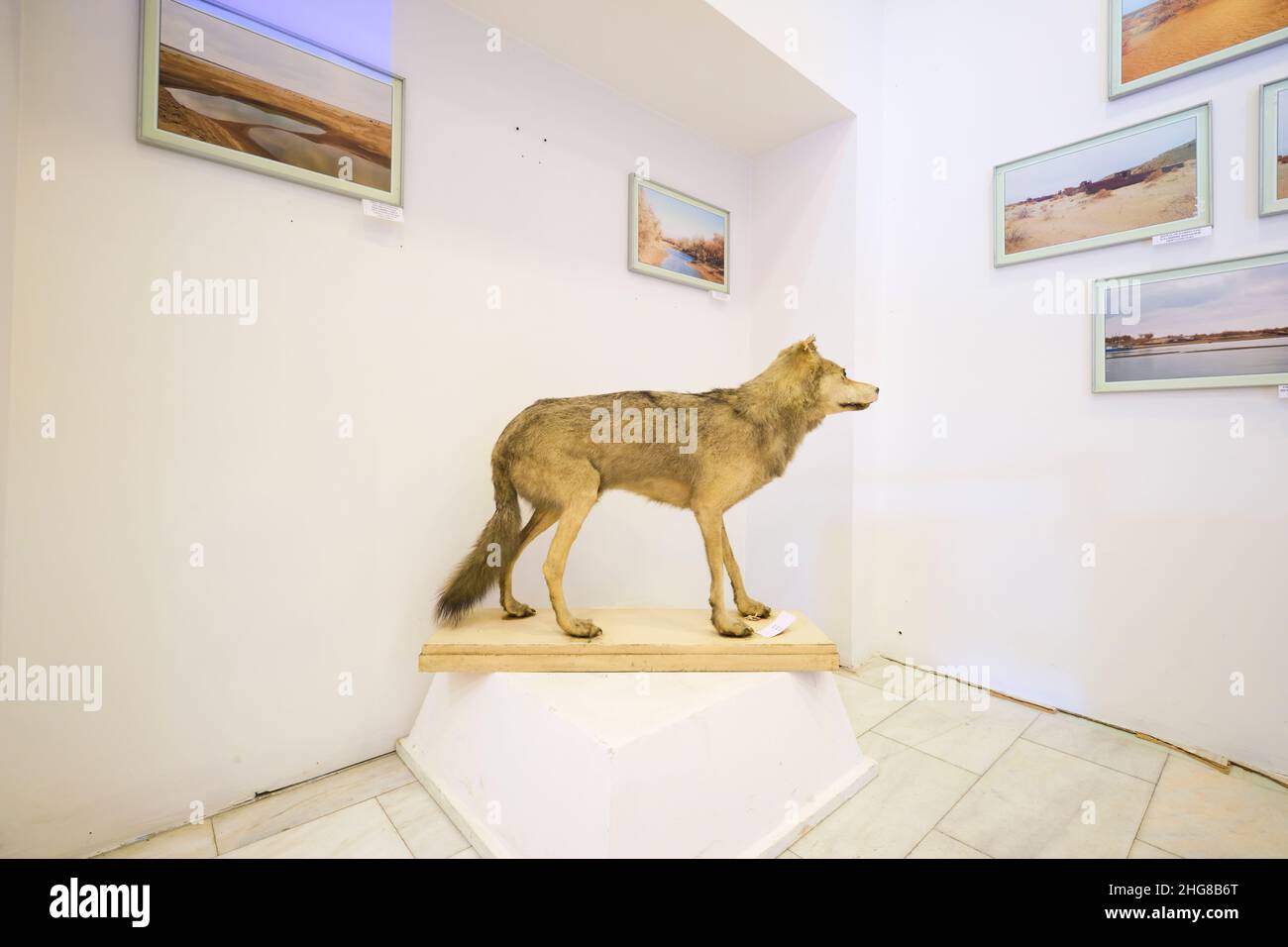 Profile of a stuffed, dead, taxidermy wolf, coyote. At the Museum of ...