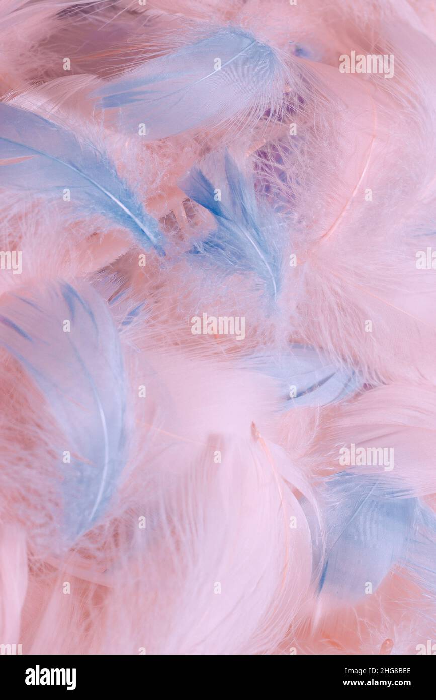 Colorful feather background, top view. Stock Photo