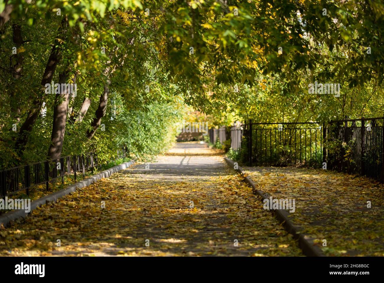 Vintage artwork of a tree with falling leaves and a street