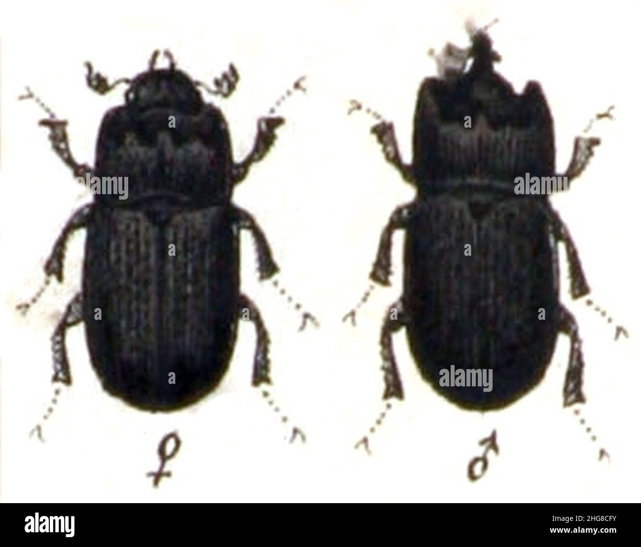 Sinodendron.cylindricum.male.and.female.-.calwer.22.25. Stock Photo