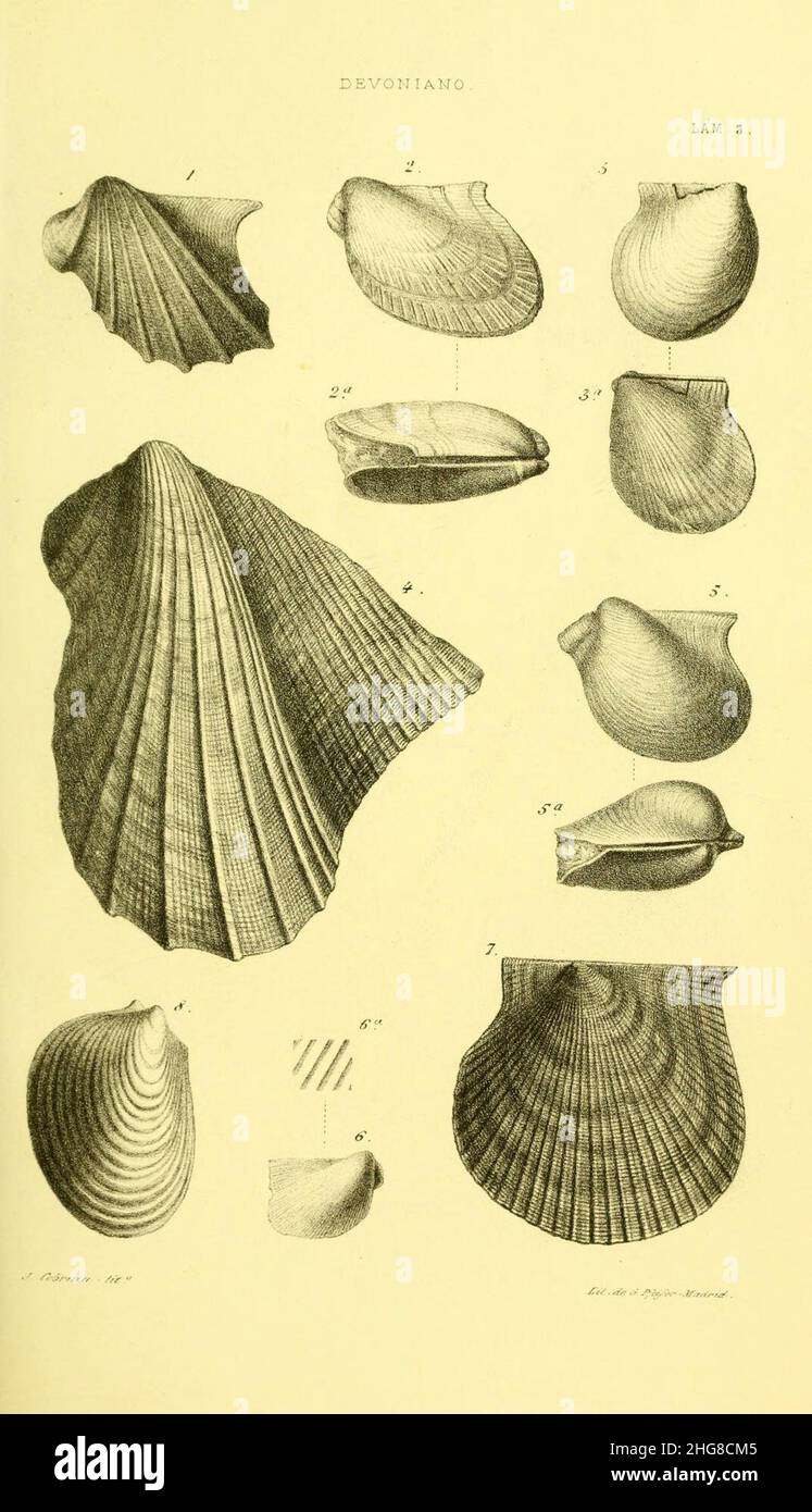 Sinópsis de las especies fósiles que se han encontrado en España Stock Photo
