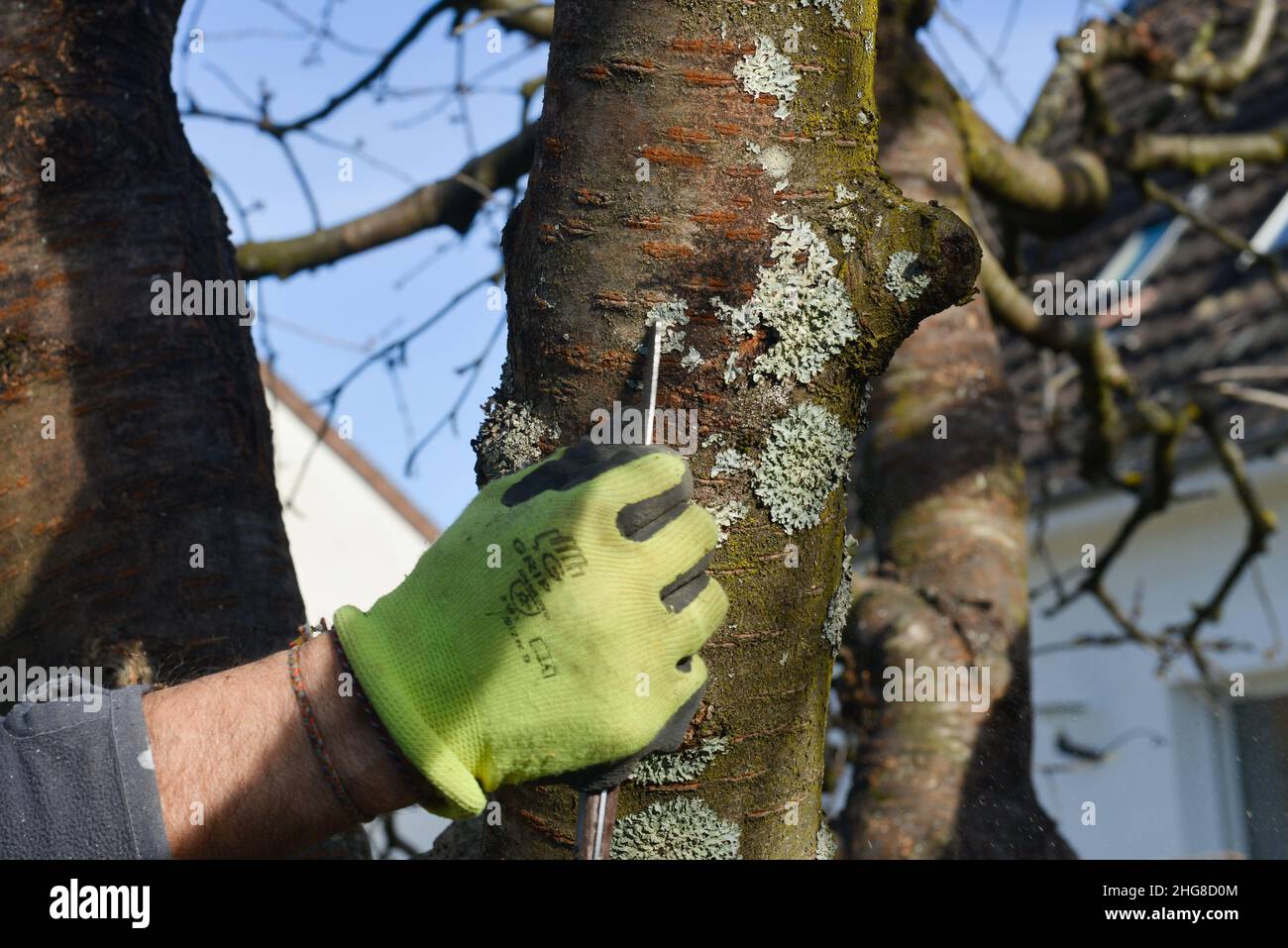 Gloved hand of a man cleaning with a knife the lichens on the bark of a trunk of a tree in winter Stock Photo
