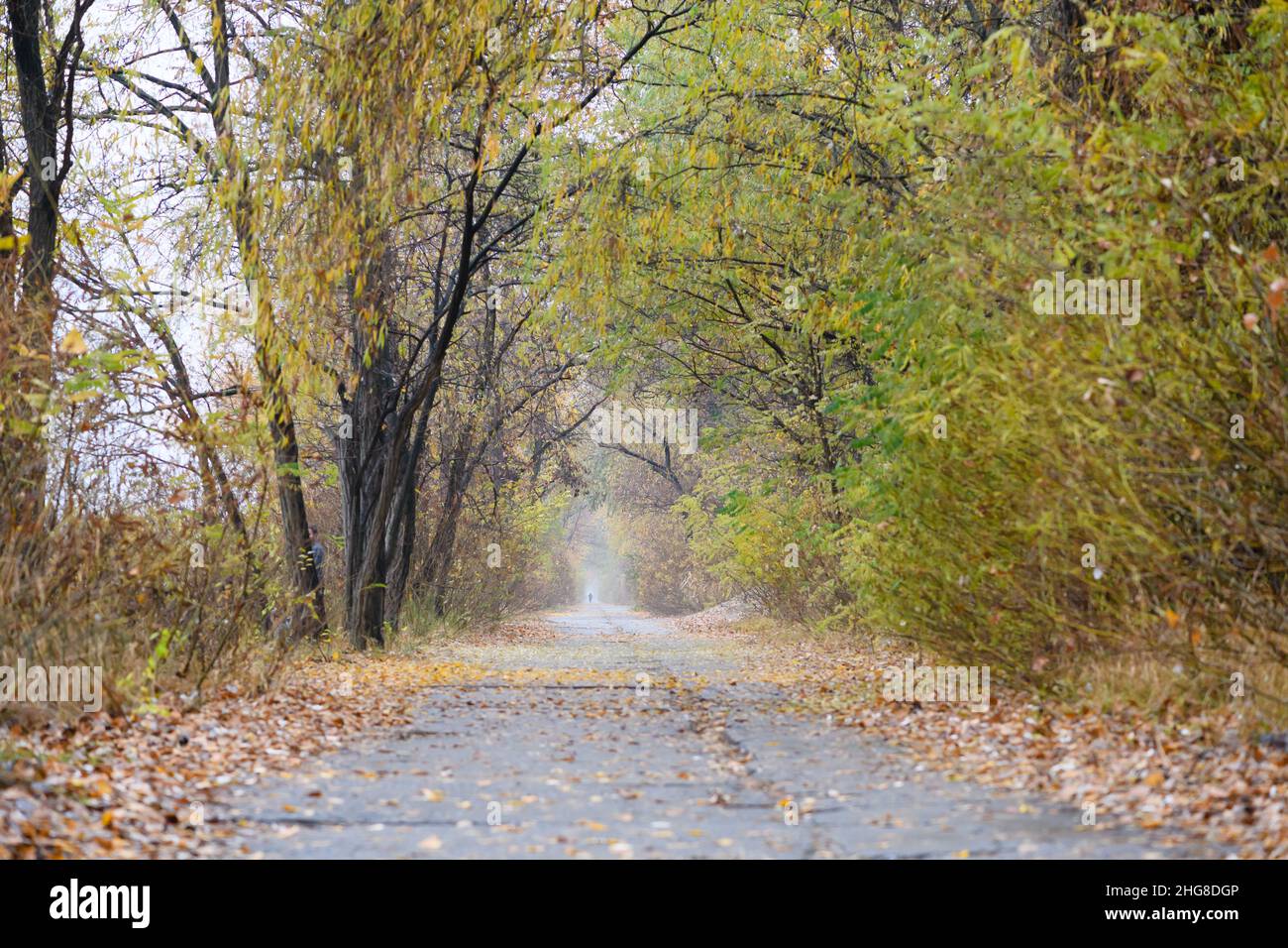 Path in the autumn forest. Foggy day. The road is strewn with fallen leaves. High-quality photo. Stock Photo