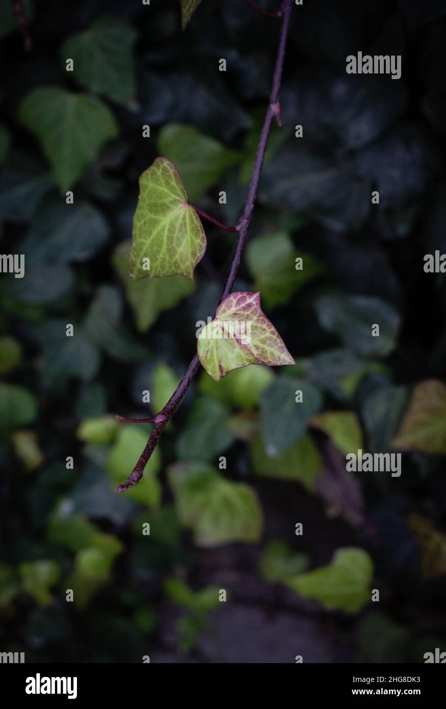 Fresh green leaves in the garden. Background Stock Photo - Alamy