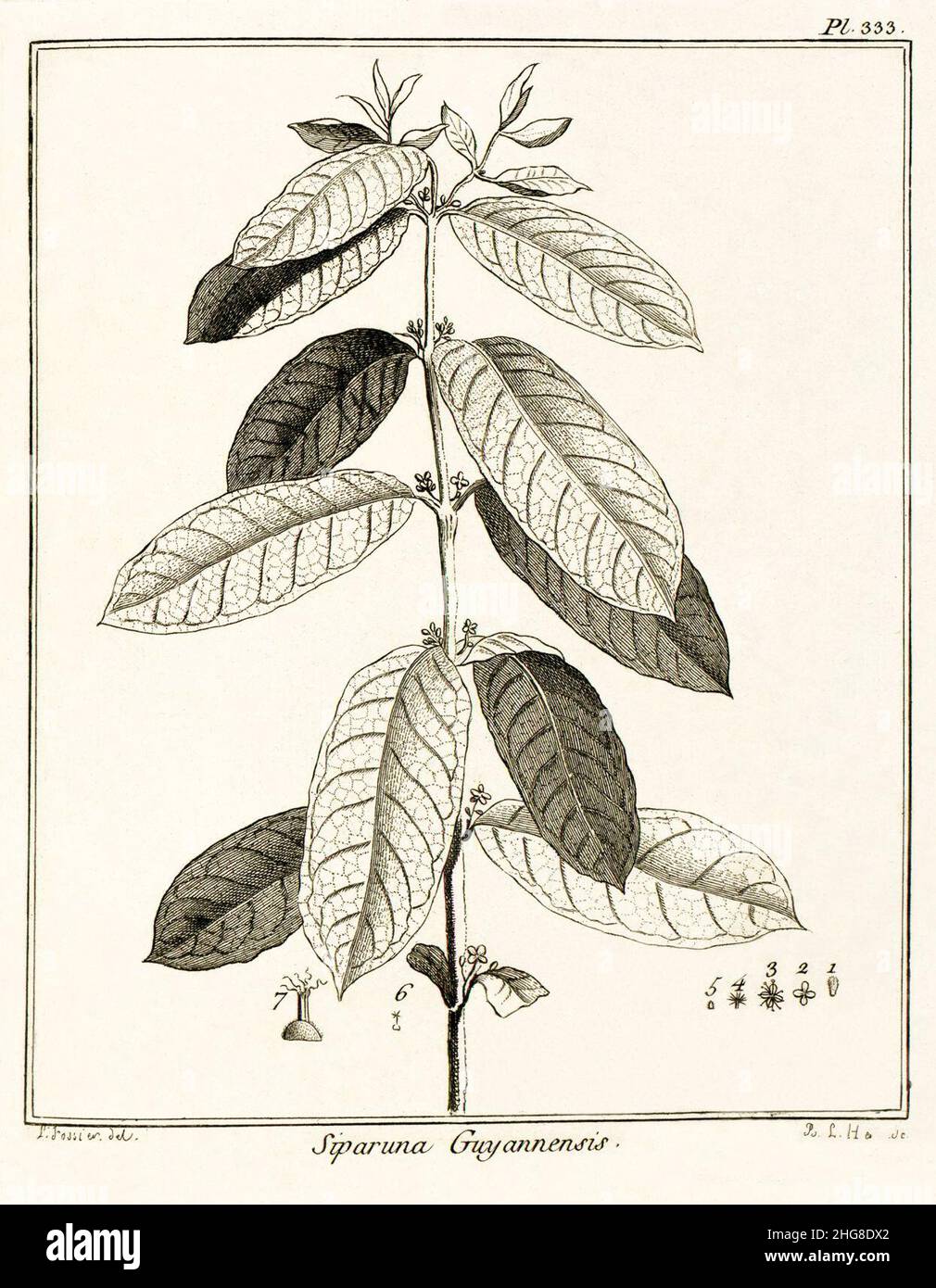 Siparuna guyannensis Aublet 1775 pl 333. Stock Photo