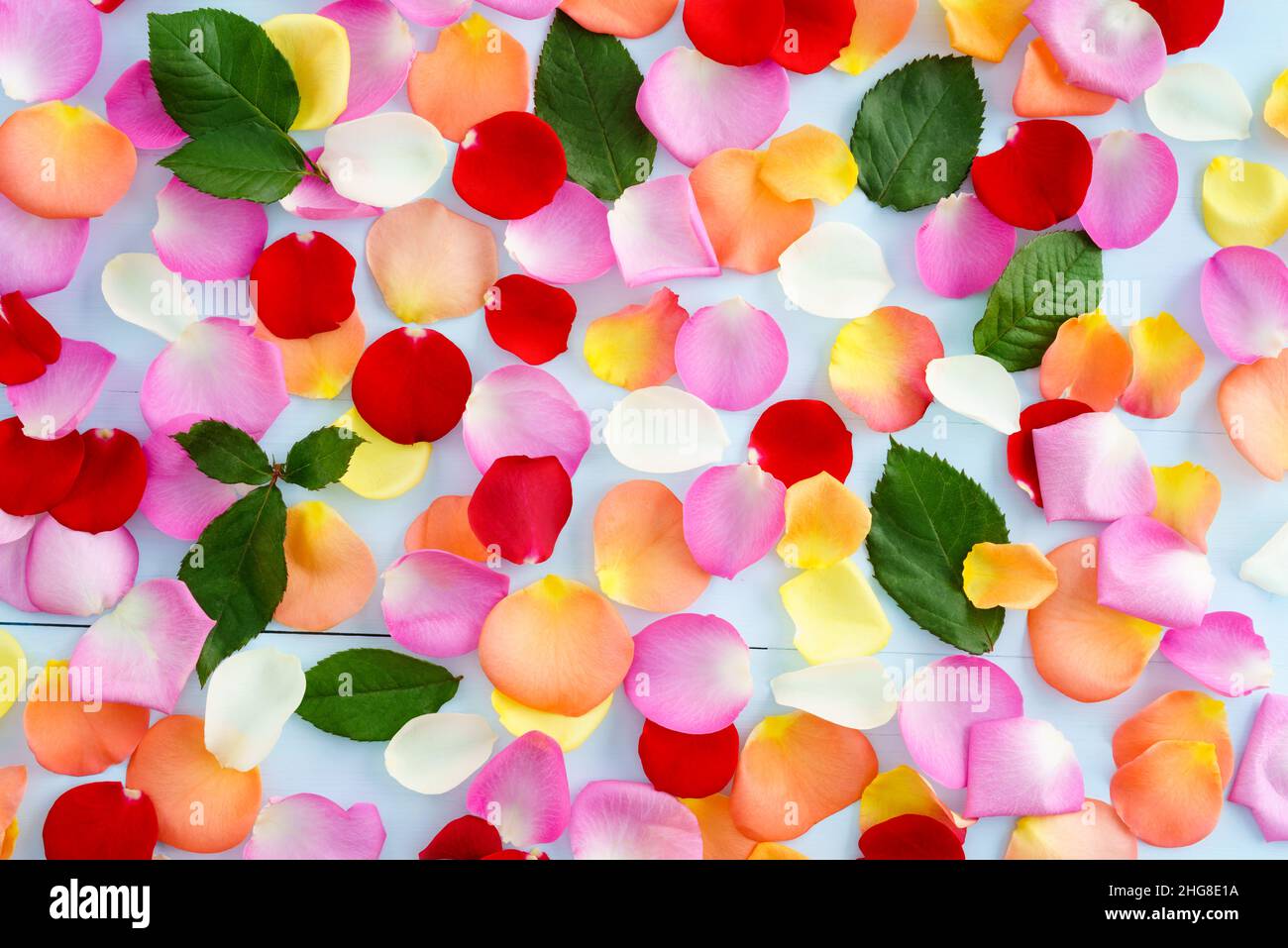 Rose petals on blue background Stock Photo