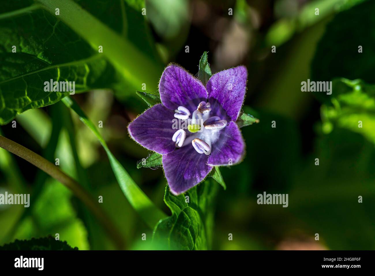 Purple flowers of blooming Mandragora autumnalis. Autumn Mandrake. Plant of the Bible. Selective focus. Stock Photo