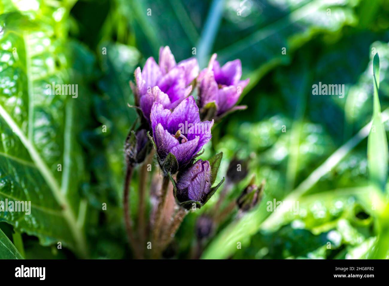 Purple flowers of blooming Mandragora autumnalis. Autumn Mandrake. Plant of the Bible. Selective focus. Stock Photo